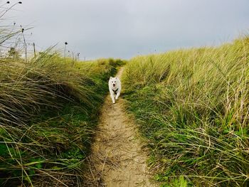 Dog in a field