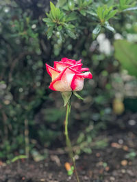 Close-up of red rose