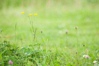 Close-up of flowering plants on field