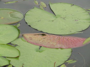 Close-up of lotus water lily