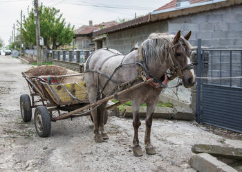 Horse cart