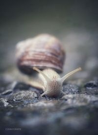 snail