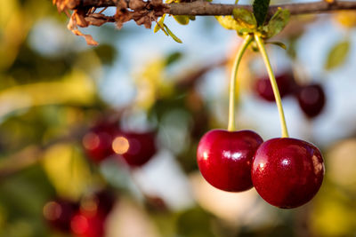 Close-up of cherries growing on plant