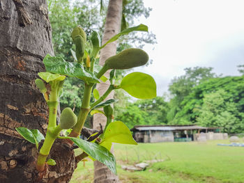 Close-up of fresh green plant against trees