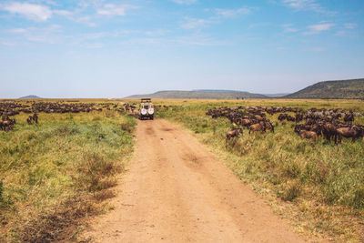 Wildebeest and road amidst field against sky