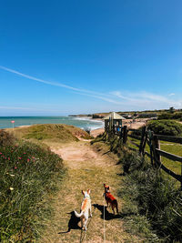 High angle view of a bird on beach against clear blue sky