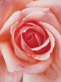 Close-up of pink rose