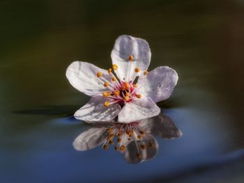 Close-up of white flowers blooming in garden