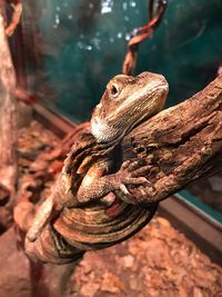 Close-up of lizard on branch