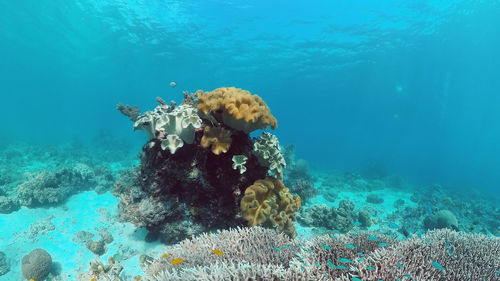 High angle view of turtle swimming in sea