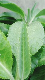 Close-up of fresh green leaf