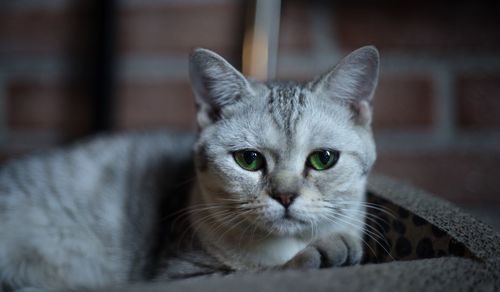 Close-up portrait of cat