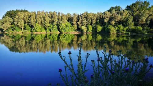 Scenic view of lake against trees in forest