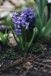 Close-up of purple crocus flowers on field