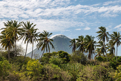 Scenic view of palm trees against sky