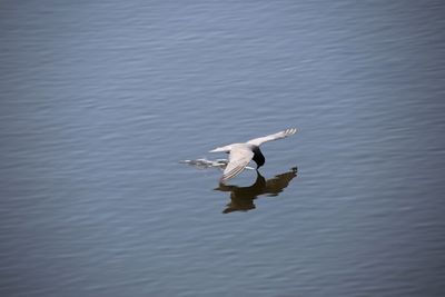 Swan swimming in lake