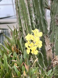 Close-up of yellow flowering plant in field