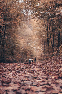 Surface level of dry leaves on trees in forest