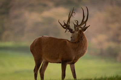 Deer standing on field