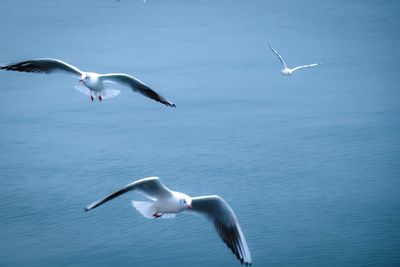 Seagulls flying over sea
