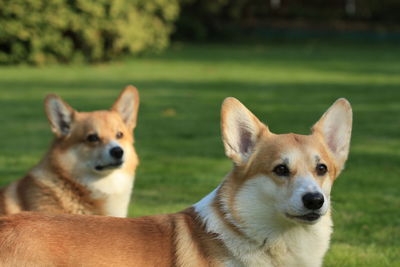 Watching the garden