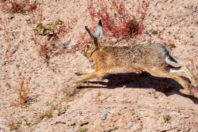Hare - jackrabbit - rabbit in arrid sandy terrain running away