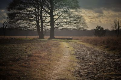 Bare trees on field against sky