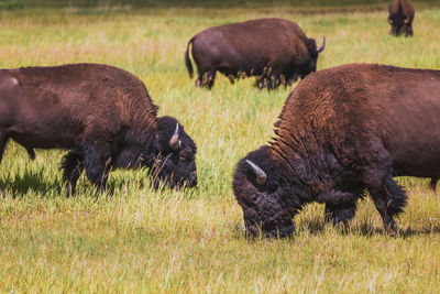 A herd of buffalo graze on grass on a sunny day in western montana.