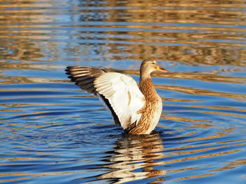 Duck swimming in lake