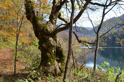 Trees in forest
