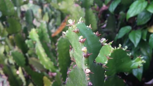 Close-up of succulent plant