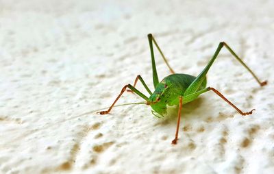 Close-up of insect