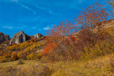 Plants growing on land against sky during autumn