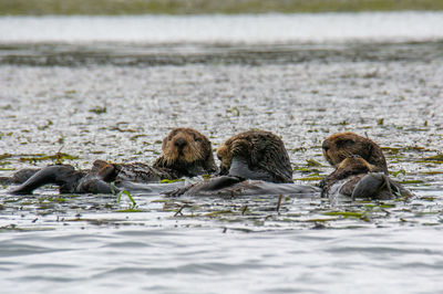 Sea otters lounging in kelp