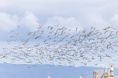 Flock of birds flying in sky