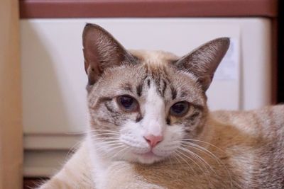 Close-up portrait of cat at home