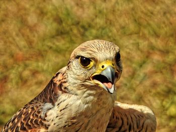 Close-up of gyrfalcon