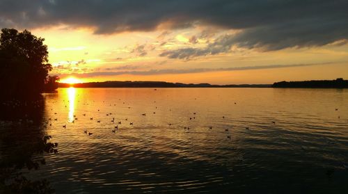 Birds swimming in lake