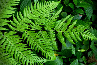 Full frame shot of fern leaves