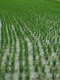 Full frame rice plant