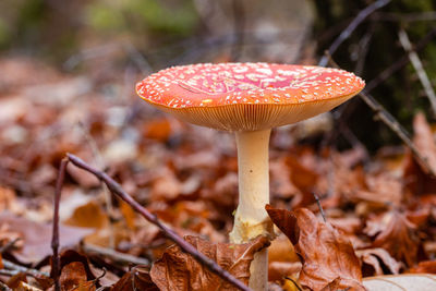 Close-up of mushroom growing on field