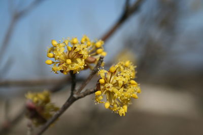 Close-up of yellow flowering plant