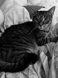 Close-up portrait of tabby cat