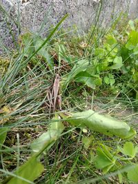 High angle view of snake on field