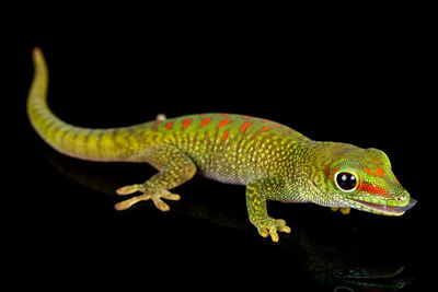 Close-up of lizard on black background