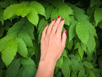 Close-up of cropped hand touching tree leaves