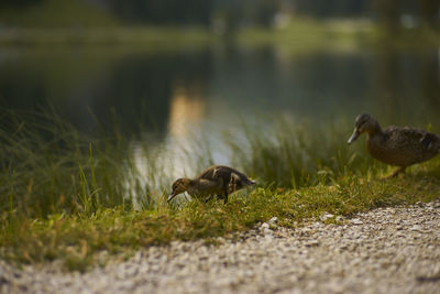 View of a duck on field