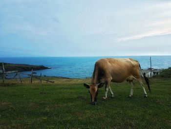 Horse grazing on landscape by sea against sky