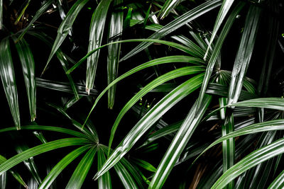 Top view of full frame freshness palm leaves surface texture in dark tone as rife nature background