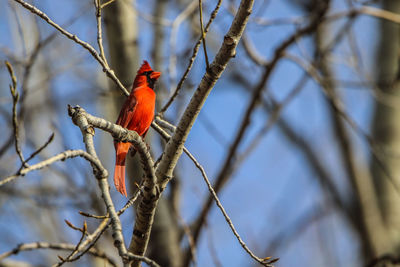 Low angle view of a cardinal perching on branch